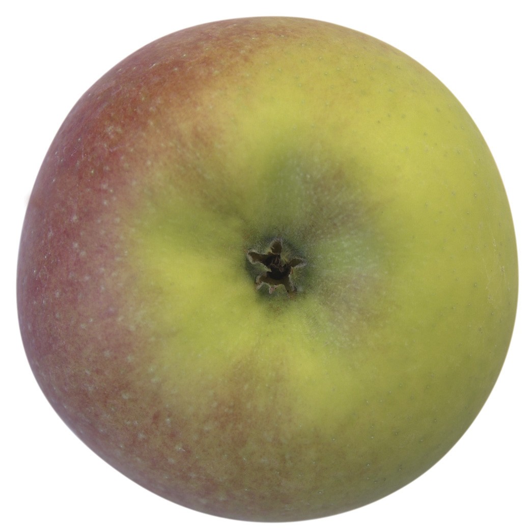 Rhapsodie, Apfel | MeinObst Säule