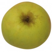 Zuccalmaglio Renette, Apfelbaum Apfel oben