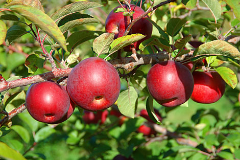 Apfelbaum: Hochstamm, Halbstamm, Busch und Säule